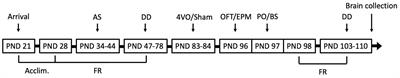 Global Cerebral Ischemia in Male Long Evans Rats Impairs Dopaminergic/ΔFosB Signalling in the Mesocorticolimbic Pathway Without Altering Delay Discounting Rates